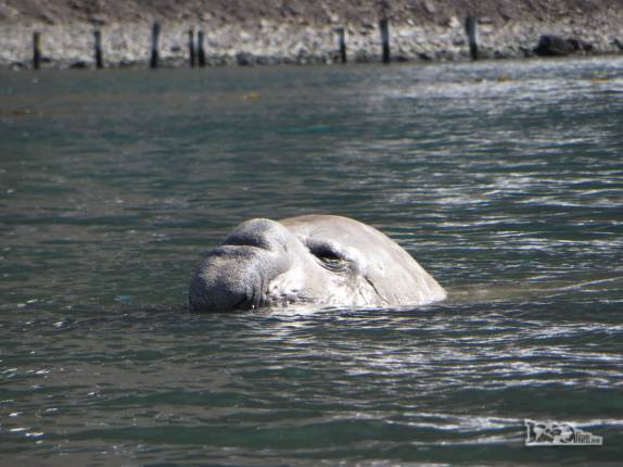 Um gigantesco elefante-marinho nada à nossa frente, bem perto do nosso caiaque, em Ocean Harbour, na Geórgia do Sul Um gigantesco elefante-marinho nada à nossa frente, bem perto do nosso caiaque, em Ocean Harbour, na Geórgia do Sul