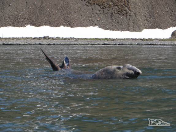 Um gigantesco elefante-marinho nada à nossa frente, bem perto do nosso caiaque, em Ocean Harbour, na Geórgia do Sul Um gigantesco elefante-marinho nada à nossa frente, bem perto do nosso caiaque, em Ocean Harbour, na Geórgia do Sul