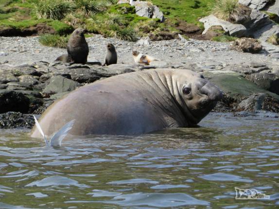 Um grande e gordo elefante-marinho nos observa em nossos caiaques em Ocean Harbour, na Geórgia do Sul Um grande e gordo elefante-marinho nos observa em nossos caiaques em Ocean Harbour, na Geórgia do Sul
