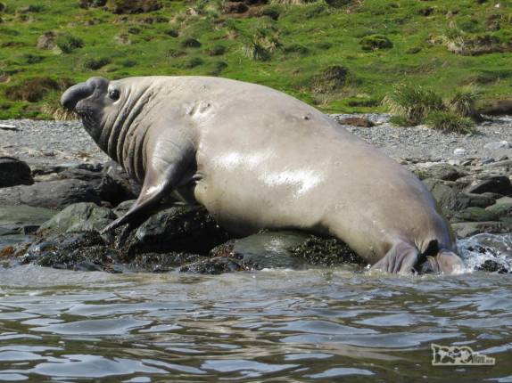 Um grande e gordo elefante-marinho nos observa em nossos caiaques em Ocean Harbour, na Geórgia do Sul Um grande e gordo elefante-marinho nos observa em nossos caiaques em Ocean Harbour, na Geórgia do Sul