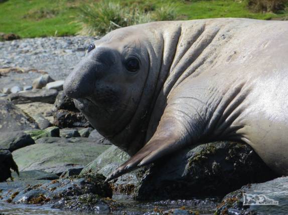 Um grande e gordo elefante-marinho nos observa em nossos caiaques em Ocean Harbour, na Geórgia do Sul Um grande e gordo elefante-marinho nos observa em nossos caiaques em Ocean Harbour, na Geórgia do Sul