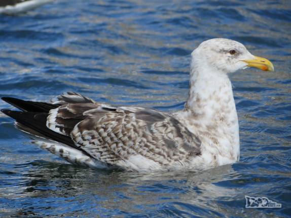 Um kelp gull nada no mar de Ocean Harbour, na Geórgia do Sul Um kelp gull nada no mar de Ocean Harbour, na Geórgia do Sul