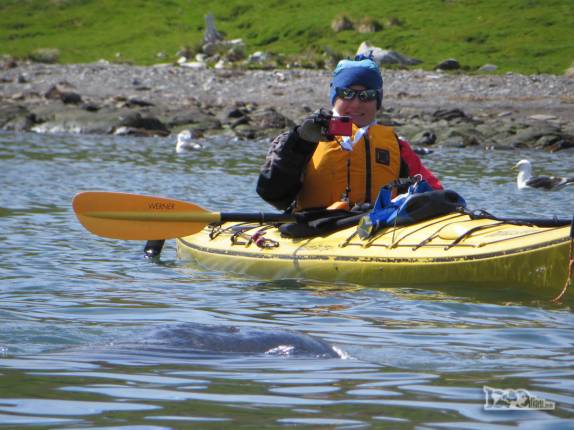 Um lobo-marinho nada ao lado de um caiaque em Ocean Harbour, na Geórgia do Sul Um lobo-marinho nada ao lado de um caiaque em Ocean Harbour, na Geórgia do Sul