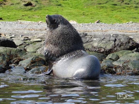 Um lobo-marinho nos observa em nossos caiaques em Ocean Harbour, na Geórgia do Sul Um lobo-marinho nos observa em nossos caiaques em Ocean Harbour, na Geórgia do Sul
