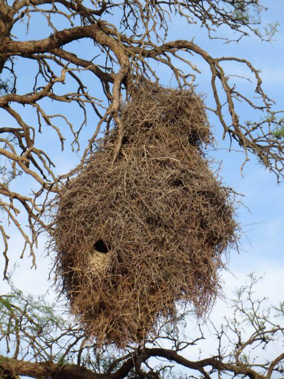 Um ninho gigantesco em Baldecitos, pequena vila ao lado do Parque Provincial Ischigualasto, na Argentina Um ninho gigantesco em Baldecitos, pequena vila ao lado do Parque Provincial Ischigualasto, na Argentina