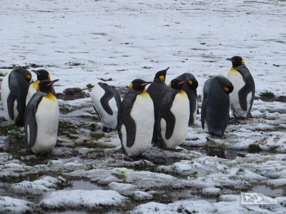 Um pequeno grupo de poinguins rei no nosso caminho para Stromness, na Geórgia do Sul Um pequeno grupo de poinguins rei no nosso caminho para Stromness, na Geórgia do Sul