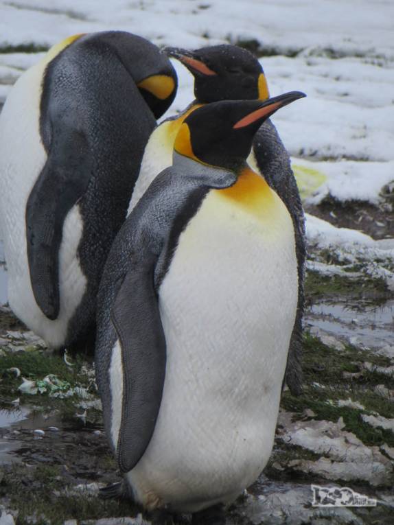 Um pequeno grupo de poinguins rei no nosso caminho para Stromness, na Geórgia do Sul Um pequeno grupo de poinguins rei no nosso caminho para Stromness, na Geórgia do Sul