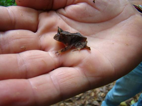 Um pequeno Sapo Chifrudo, na RPPN Feliciano Abdalla, Reserva dos Muriquis, em Ipanema, próximo a Caratinga - MG
