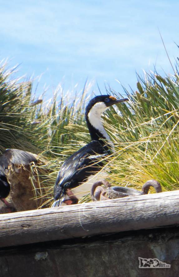 Um shag imperial em seu ninho no naufrágio Bayard, em Ocean Harbour, na Geórgia do Sul Um shag imperial em seu ninho no naufrágio Bayard, em Ocean Harbour, na Geórgia do Sul