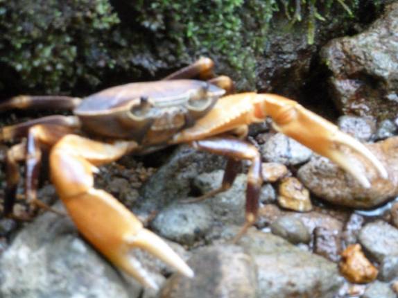 Um valente caranguejo da montanha na trilha do Boiling Lake, no Trois Pitons National Park, em Dominica, no Caribe Um valente caranguejo da montanha na trilha do Boiling Lake, no Trois Pitons National Park, em Dominica, no Caribe