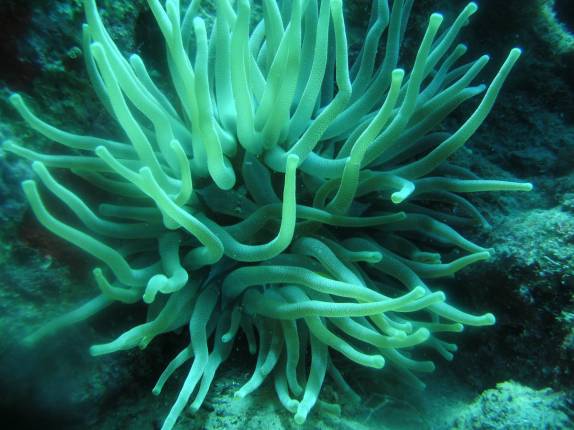 Uma anêmona durante nosso segundo mergulho na costa de Saba - Caribe