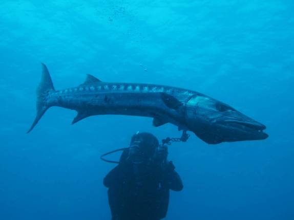Uma barracuda 'cabeçuda' no naufrágio Charlie Brown, na costa de Statia - Caribe Uma barracuda 'cabeçuda' no naufrágio Charlie Brown, na costa de Statia - Caribe