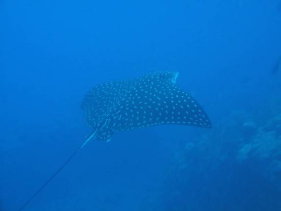 Uma bela arraia xita durante o mergulho em Tent Reef, na costa de Saba - Caribe Uma bela arraia xita durante o mergulho em Tent Reef, na costa de Saba - Caribe