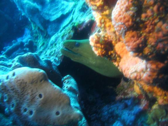 Uma bela moréia verde, durante mergulho em Outer Limits, na costa de Saba - Caribe Uma bela moréia verde, durante mergulho em Outer Limits, na costa de Saba - Caribe