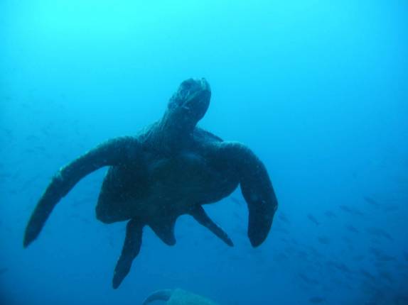 Uma das dezenas de tartarugas em mergulho na Isla Wolf, em Galápagos