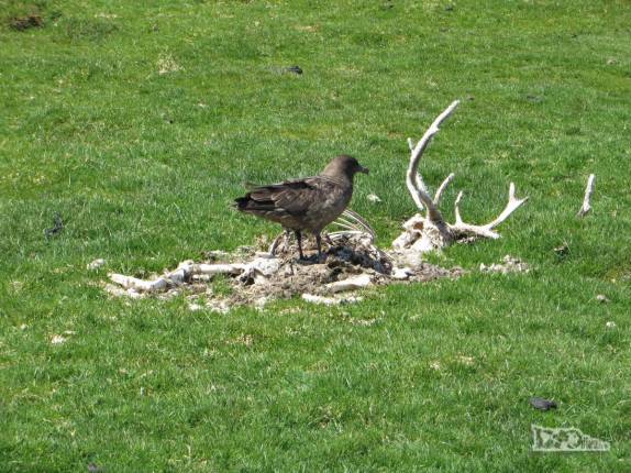 Uma skua sobre uma carcaça de rena em Ocean Harbour, na Geórgia do Sul
