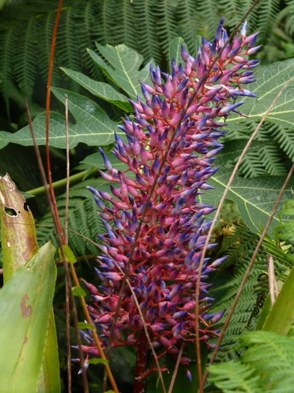 Uma vistosa flor no Trois Pitons National Park, em Dominica, no Caribe