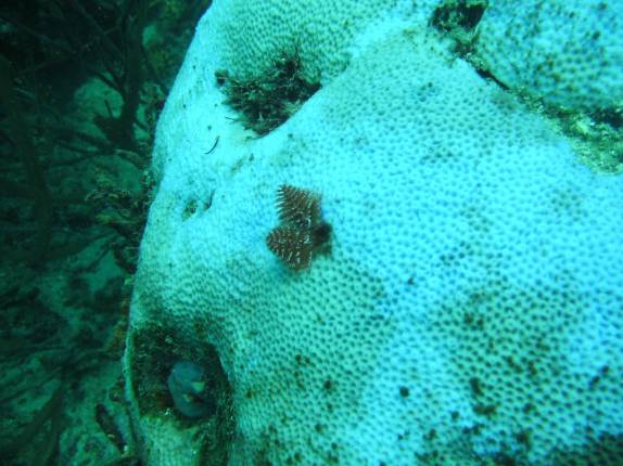 'Árvore de Natal', em mergulho em Speyside - Tobago 'Árvore de Natal', em mergulho em Speyside - Tobago