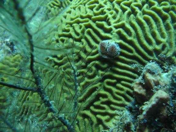 Árvore de Natal sobre Coral-cérebro, durante mergulho em Tent Reef Wall, na costa de Saba - Caribe Árvore de Natal sobre Coral-cérebro, durante mergulho em Tent Reef Wall, na costa de Saba - Caribe