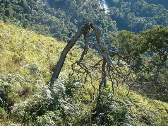 Árvore partida por um raio no Vale do Matutu - MG Árvore partida por um raio no Vale do Matutu - MG