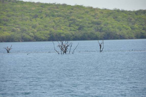 Árvores alagadas na represa de Xingó durante passeio de catamarã no rio São Francisco em Canindé do São Francisco, divisa de Sergipe e Alagoas