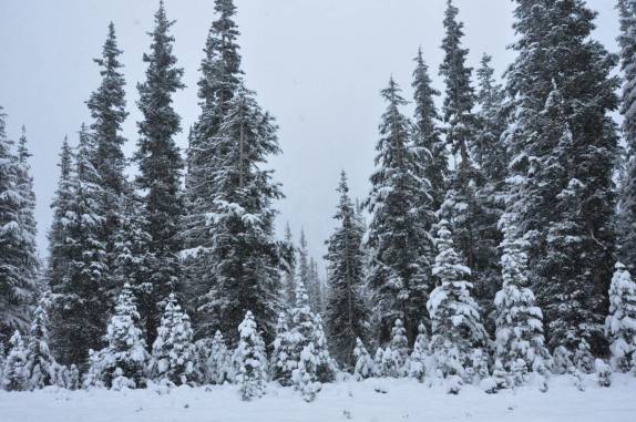 Vegetação coberta pela neve no North Cascades National Park, no estado ...