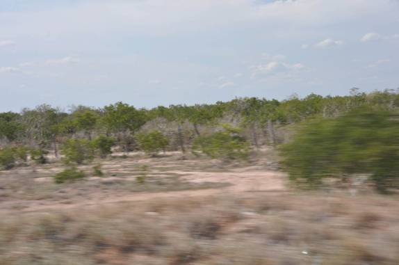Vegetação de caatinga no interior da Bahia