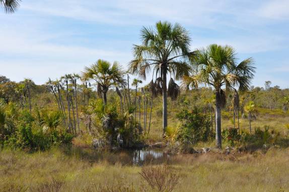 Vereda, no Parque Nacional Grande Sertão Veredas, no noroeste de MG (região de Chapada Gaúcha)