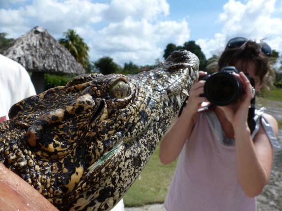 Visitando criadero de jacarés na Isla de la Juventud, em Cuba Visitando criadero de jacarés na Isla de la Juventud, em Cuba