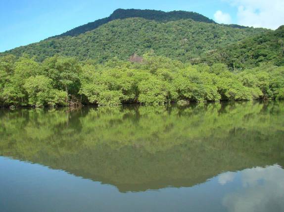 Vista do mangue no rio Guaraú, na Juréia - SP Vista do mangue no rio Guaraú, na Juréia - SP