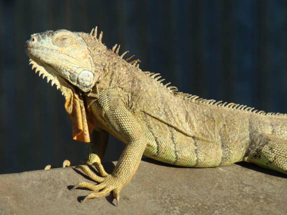 Vistosa iguana da região do parque do Cerro Negro, próximo à León, na Nicarágua. Vistosa iguana da região do parque do Cerro Negro, próximo à León, na Nicarágua.