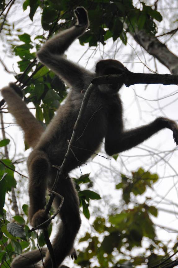 Visão próxima dos Muriquis, maior primata das Américas, na RPPN Feliciano Abdalla, Reserva dos Muriquis, em Ipanema, próximo a Caratinga - MG