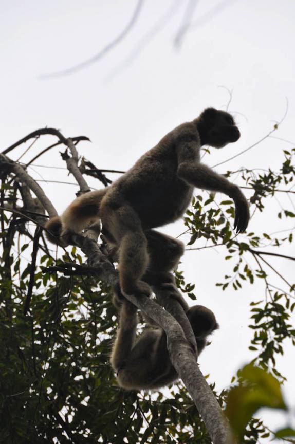 Visão próxima dos Muriquis, maior primata das Américas, na RPPN Feliciano Abdalla, Reserva dos Muriquis, em Ipanema, próximo a Caratinga - MG