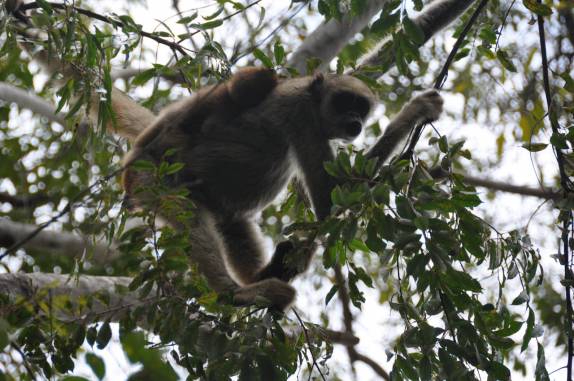 Visão próxima dos Muriquis, maior primata das Américas, na RPPN Feliciano Abdalla, Reserva dos Muriquis, em Ipanema, próximo a Caratinga - MG Visão próxima dos Muriquis, maior primata das Américas, na RPPN Feliciano Abdalla, Reserva dos Muriquis, em Ipanema, próximo a Caratinga - MG
