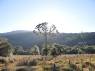 Bela araucária no Vale do Matutu - MG
